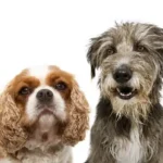 que razas son los perros de La dama y el vagabundo